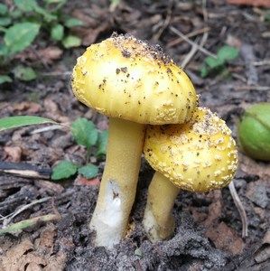 Meet your Posher, Lynn